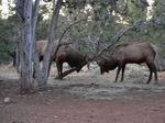 Grand Canyon (Dec 2005) - 11
